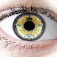 Eye retina