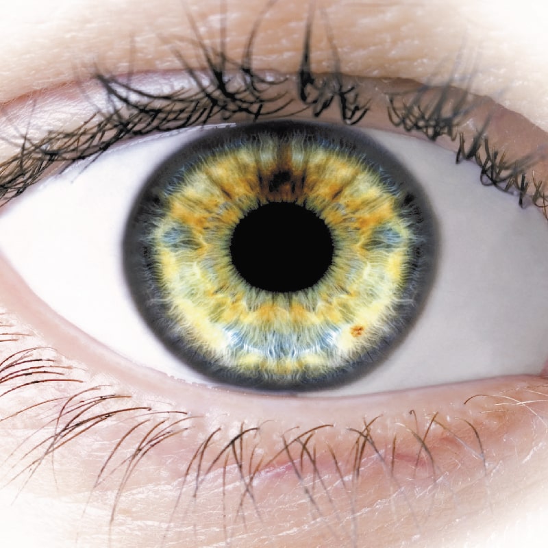 Eye retina