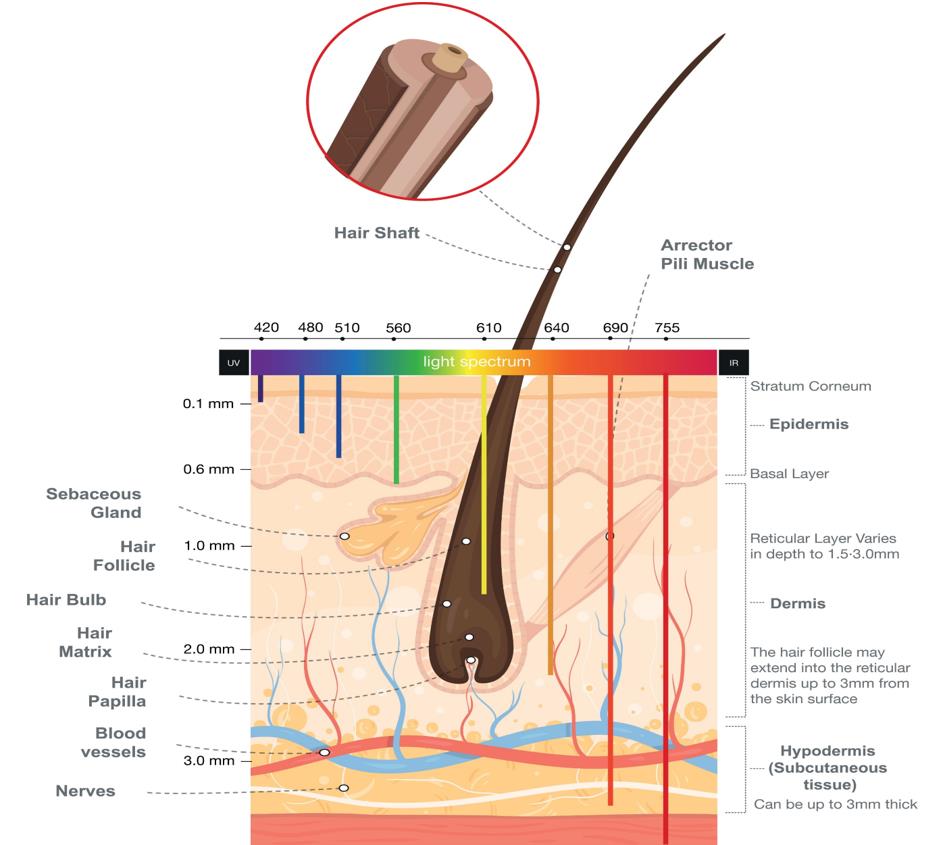 Skin-layers_hair-removal